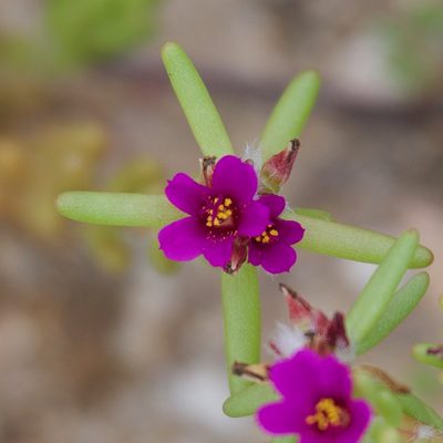 Portulaca californica, photographed by Bill Levine