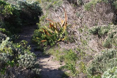 Gasteria acinacifolia, photographed by Tony Rebelo