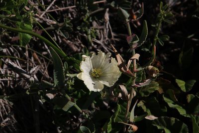 Monsonia emarginata, photographed by Tony Rebelo