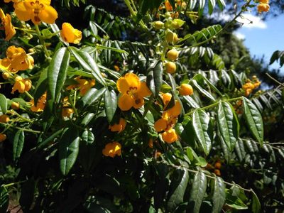 Senna stipulacea, photographed by Cristian Riquelme