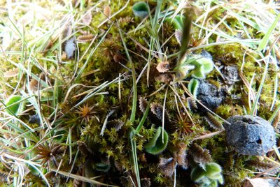 Leptinella serrulata, photographed by Colin Meurk