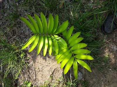 Zamia furfuracea, photographed by Juan Carlos Pérez Magaña