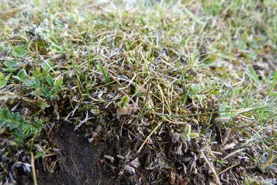 Rytidosperma exiguum, photographed by Colin Meurk
