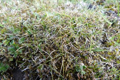 Rytidosperma exiguum, photographed by Colin Meurk