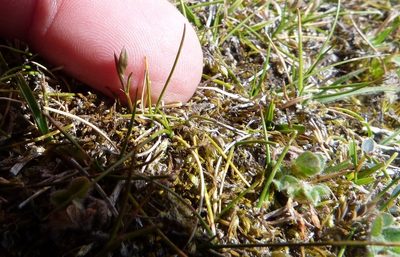 Rytidosperma exiguum, photographed by Colin Meurk