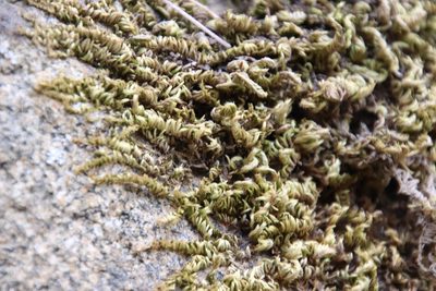 Homalothecium aureum, photographed by Millie Basden