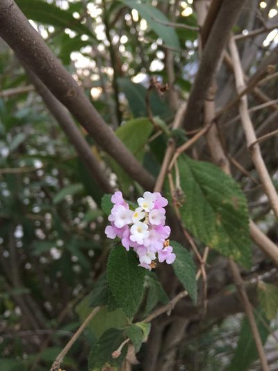 Lantana rugulosa, photographed by Diego F. Cisneros-Heredia