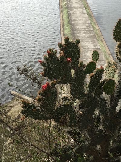 Opuntia soederstromiana, photographed by Diego F. Cisneros-Heredia