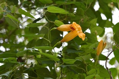 Ipomoea aurantiaca, photographed by Neptalí Ramírez Marcial