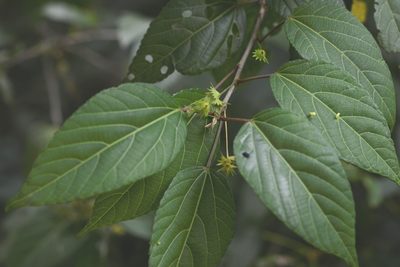 Acalypha leptopoda, photographed by Neptalí Ramírez Marcial