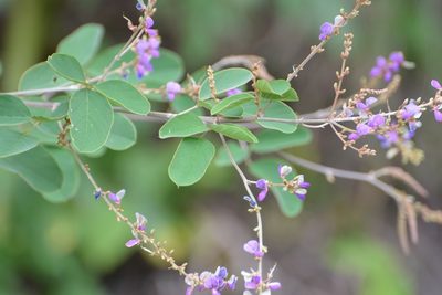Desmodium purpusii, photographed by Neptalí Ramírez Marcial