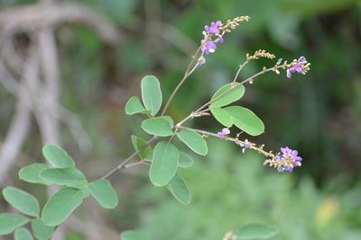 Desmodium purpusii, photographed by Neptalí Ramírez Marcial