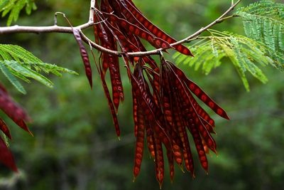 Leucaena collinsii, photographed by Neptalí Ramírez Marcial