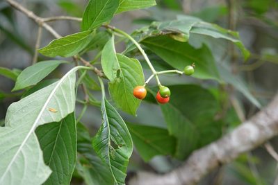 Coussarea chiapensis, photographed by Neptalí Ramírez Marcial