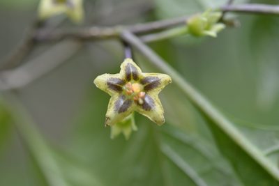 Physalis melanocystis, photographed by Neptalí Ramírez Marcial