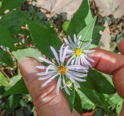 Symphyotrichum prenanthoides, photographed by CatherineK