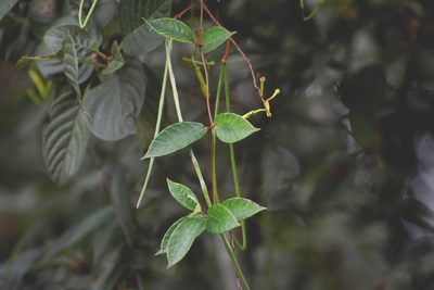 Mandevilla tubiflora, photographed by Neptalí Ramírez Marcial