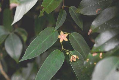 Ruehssia sumiderensis, photographed by Neptalí Ramírez Marcial