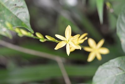 Echeandia breedlovei, photographed by Neptalí Ramírez Marcial