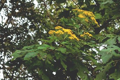Verbesina breedlovei, photographed by Neptalí Ramírez Marcial