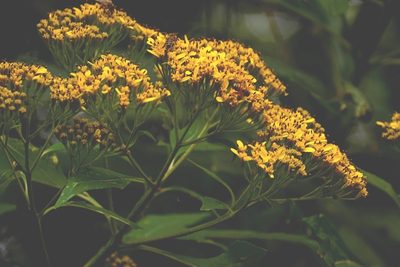 Verbesina breedlovei, photographed by Neptalí Ramírez Marcial