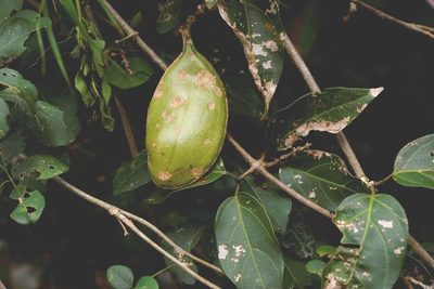 Anemopaegma puberulum, photographed by Neptalí Ramírez Marcial