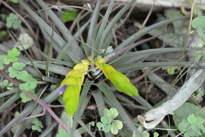 Tillandsia flavobracteata, photographed by Neptalí Ramírez Marcial