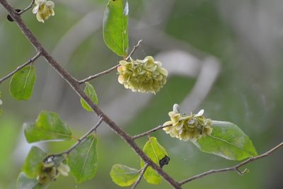 Wimmeria pubescens, photographed by Neptalí Ramírez Marcial
