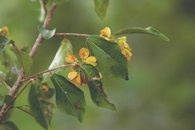 Wimmeria pubescens, photographed by Neptalí Ramírez Marcial
