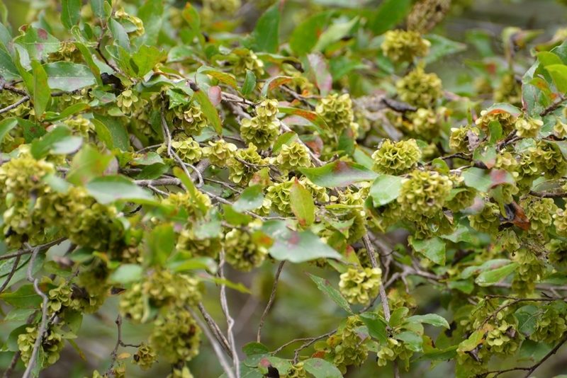Wimmeria pubescens, photographed by Neptalí Ramírez Marcial