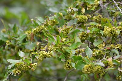 Wimmeria pubescens, photographed by Neptalí Ramírez Marcial
