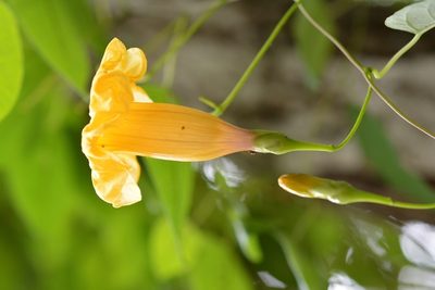 Ipomoea aurantiaca, photographed by Neptalí Ramírez Marcial