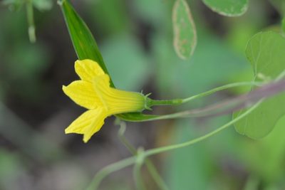 Schizocarpum longisepalum, photographed by Neptalí Ramírez Marcial