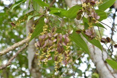 Dioscorea spiculiflora, photographed by Neptalí Ramírez Marcial