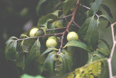 Diospyros salicifolia, photographed by Neptalí Ramírez Marcial