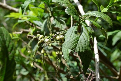 Tournefortia glabra, photographed by Neptalí Ramírez Marcial