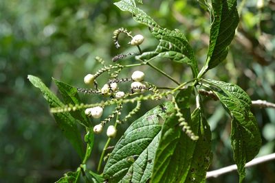 Tournefortia glabra, photographed by Neptalí Ramírez Marcial
