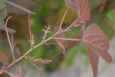 Acalypha chiapensis, photographed by Neptalí Ramírez Marcial