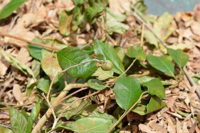 Sebastiania glandulosa, photographed by Neptalí Ramírez Marcial