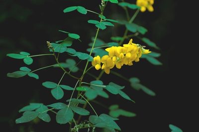 Crotalaria longirostrata, photographed by Neptalí Ramírez Marcial