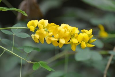 Crotalaria longirostrata, photographed by Neptalí Ramírez Marcial