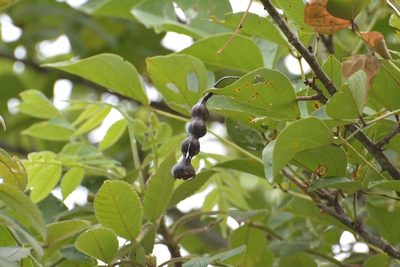 Erythrina berteroana, photographed by Neptalí Ramírez Marcial