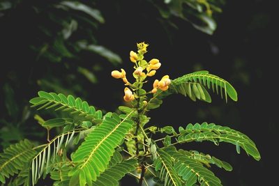 Senna nicaraguensis, photographed by Neptalí Ramírez Marcial
