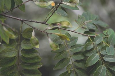Lonchocarpus lanceolatus, photographed by Neptalí Ramírez Marcial
