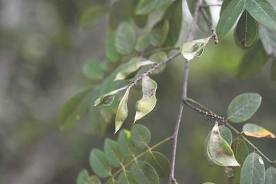 Lonchocarpus lanceolatus, photographed by Neptalí Ramírez Marcial