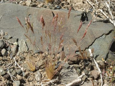 Schismus arabicus, photographed by Jim Morefield