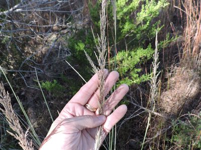 Muhlenbergia lindheimeri, photographed by Sam Kieschnick