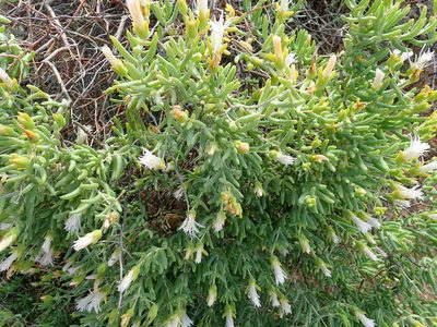 Mesembryanthemum noctiflorum, photographed by Peter Warren