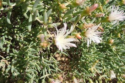 Mesembryanthemum noctiflorum, photographed by Peter Warren