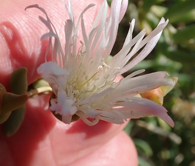 Mesembryanthemum noctiflorum, photographed by Peter Warren